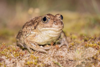 Amfibieënspecialist Douwe Schut geeft lezing over knoflookpad in Ommen