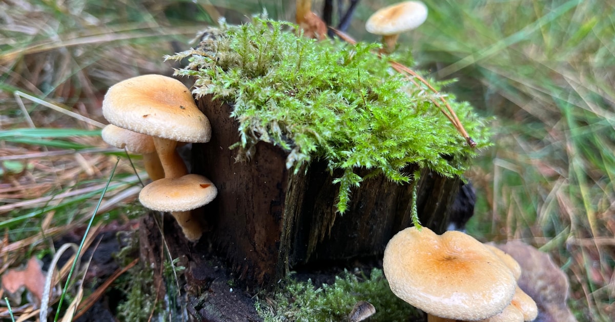 Jeugdnatuurclub onderzoekt paddenstoelen in Wisentbos