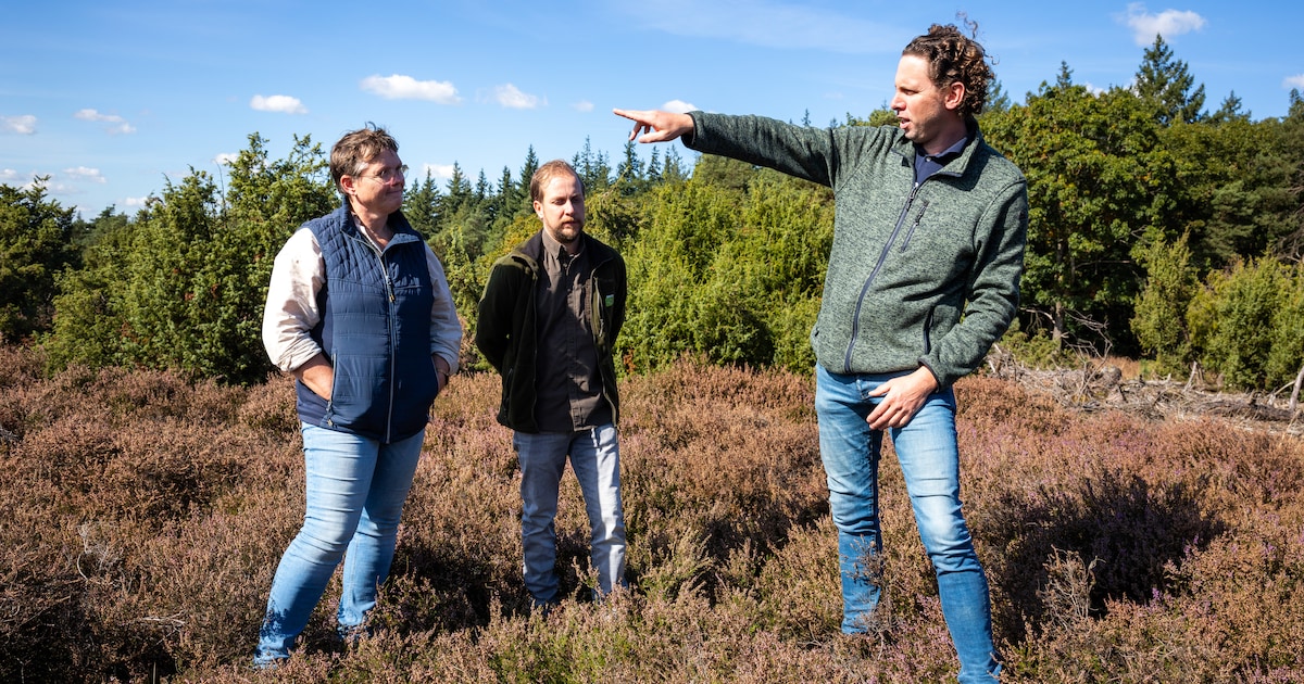 Ja, er worden veel bomen gekapt op de Lemelerberg. Maar dat is nodig ...