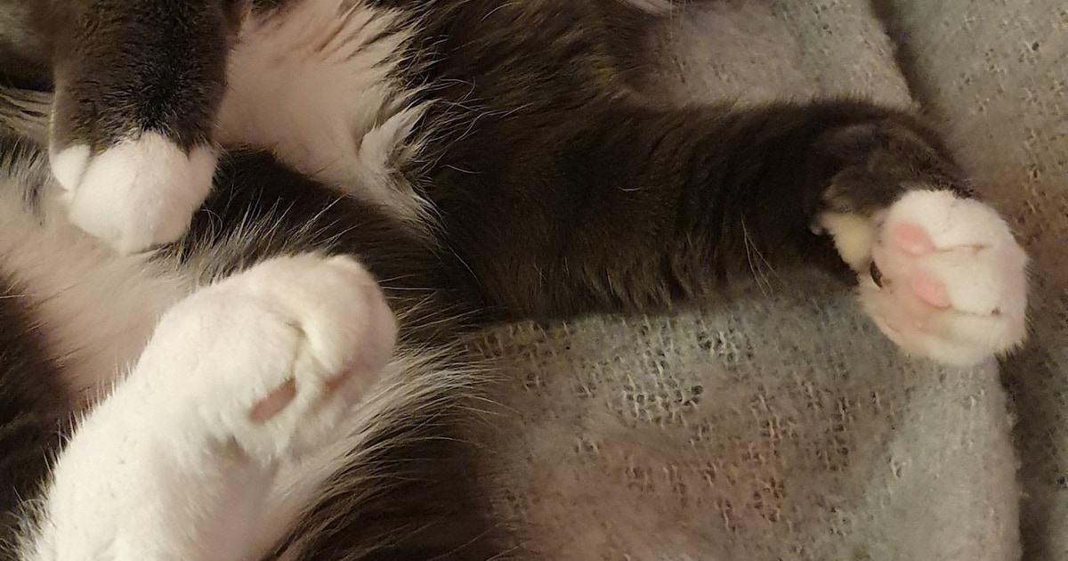 Heb jij Teddy of Moos gezien? Deze twee huisdieren worden in Meppel vermist