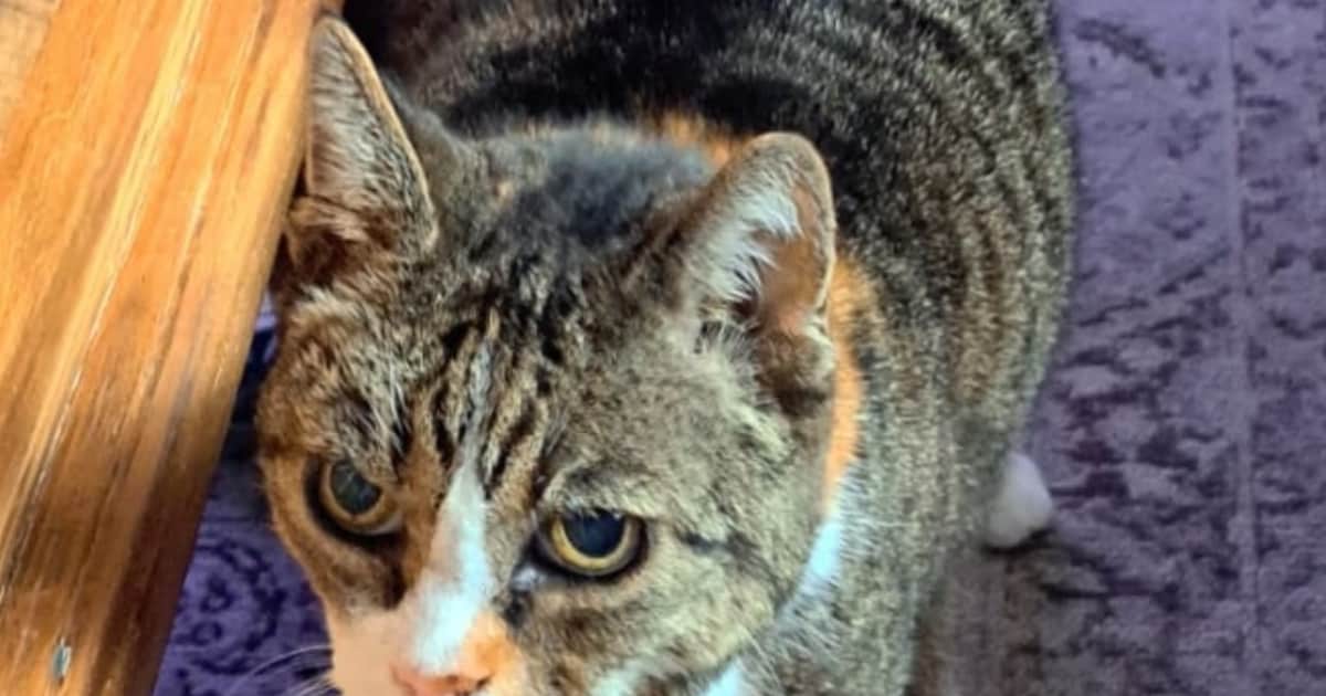 Heb jij Inti gezien? Dit huisdier wordt in Oldebroek vermist