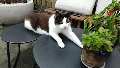 Heb jij Vinnie, Gary of Senja gezien? Deze drie huisdieren worden in Bronckhorst vermist