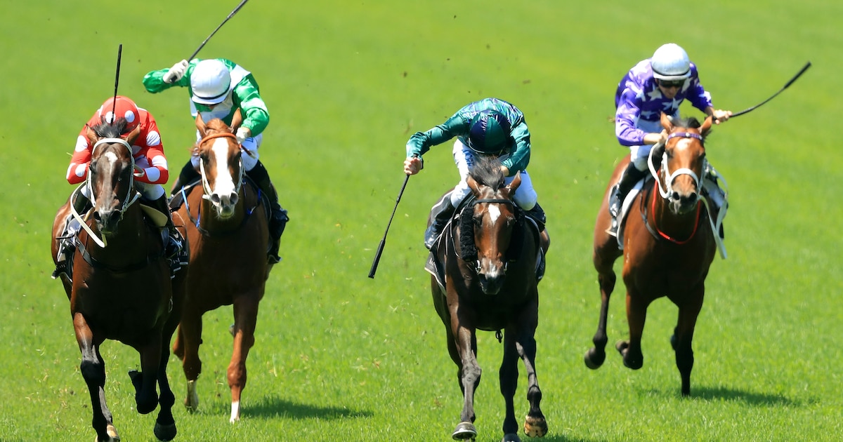 Stelling | De paardenzweep moet verboden worden