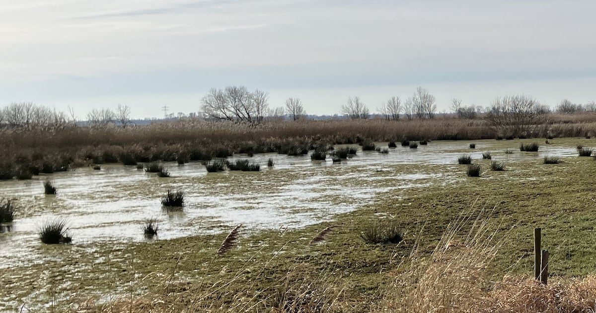 Meer ruimte voor natuur in uiterwaarden Meppelerdiep