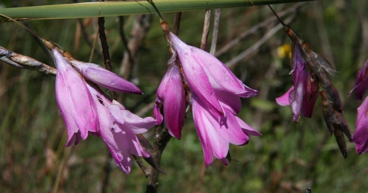 Groei & Bloei nodigt tuinliefhebbers uit voor plantenbeurs in Tollebeek
