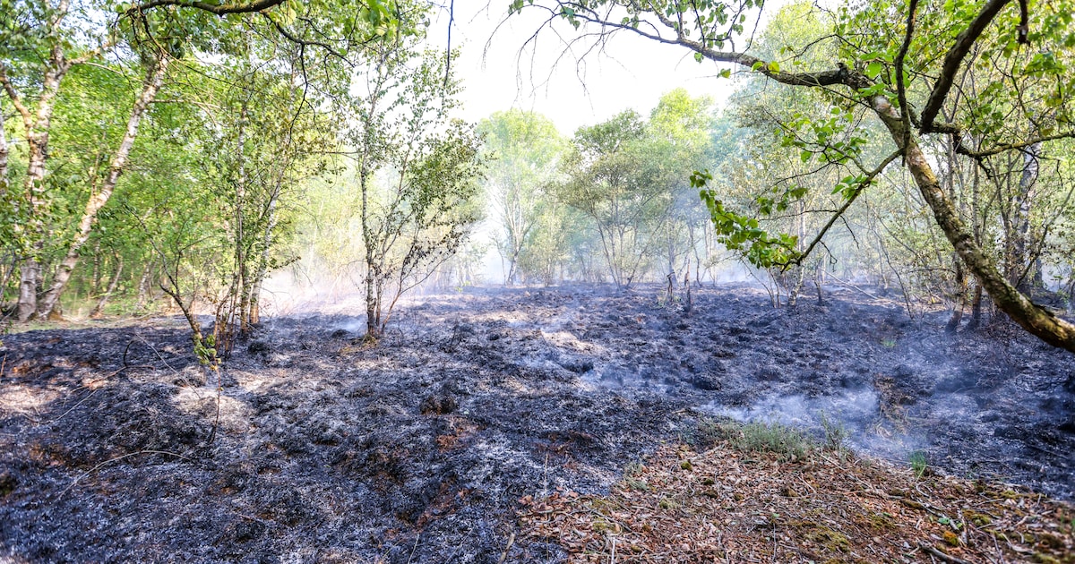 Brandweer groots ingezet bij natuurbrand aan Scholtenskanaal