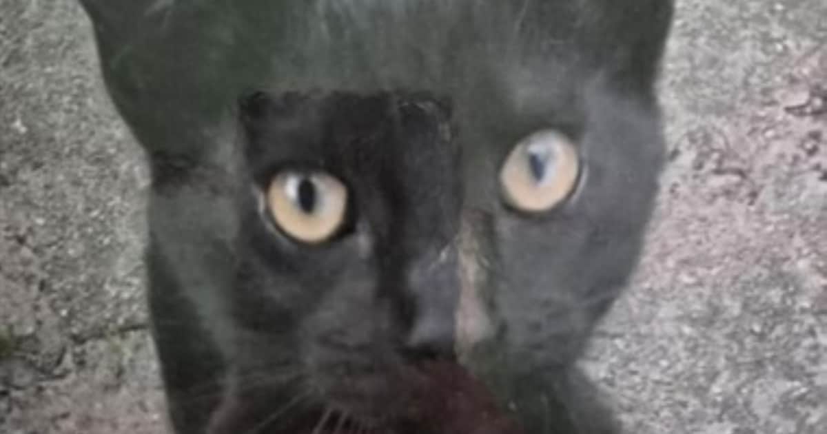 Heb jij Nova gezien? Dit huisdier wordt in Steenwijkerland vermist
