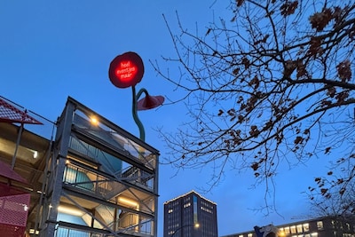 Na 6 jaar is de klaproos terug in Almelo, op een andere plek