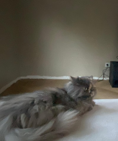 Heb jij Chewie gezien? Dit huisdier wordt in Hellendoorn vermist
