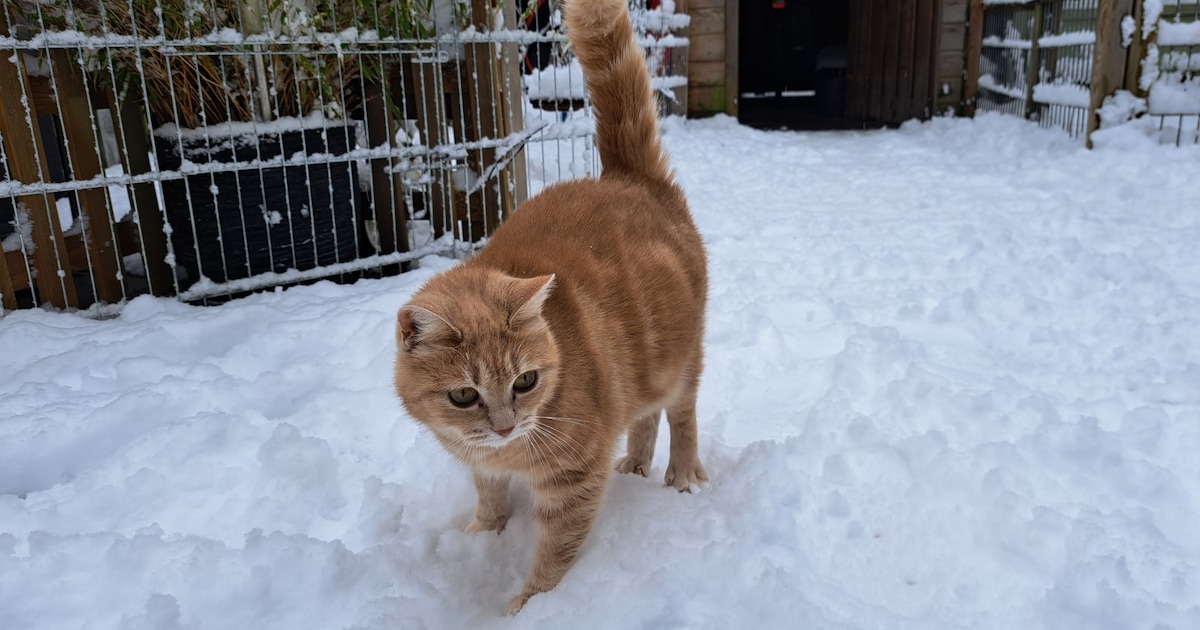 Heb jij Luna of Posik gezien? Deze twee huisdieren worden in Almere vermist