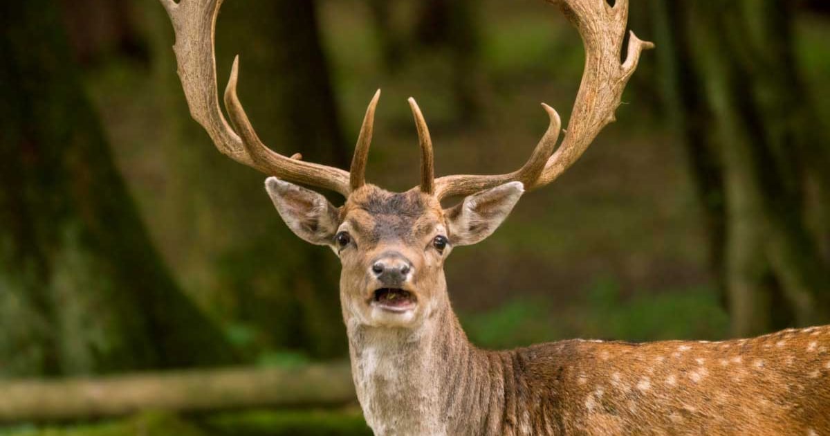 Staatsbosbeheer organiseert wandelingen door Horsterwold