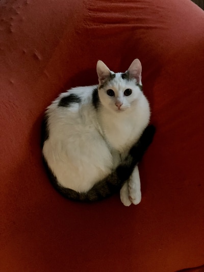 Heb jij Muis gezien? Dit huisdier wordt in Kampen vermist