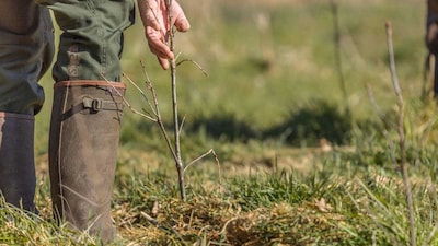 Bomenexcursie op Brinkgreven in Deventer