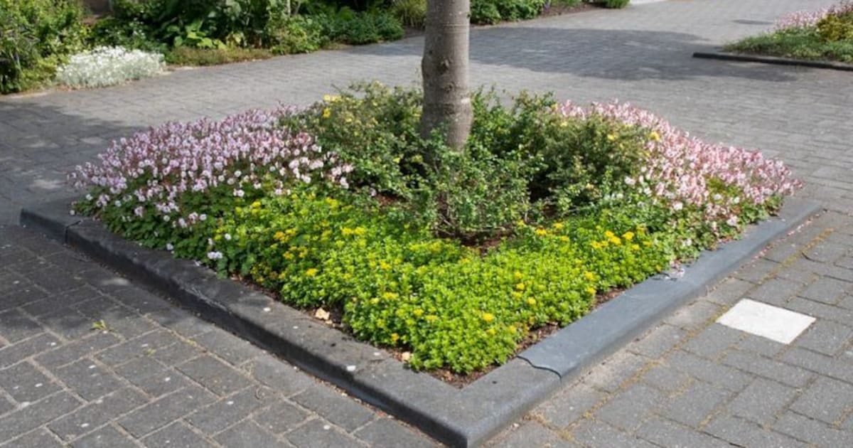 Boomspiegel omtoveren tot bloeiend tuintje: Raalte komt met speciale actie