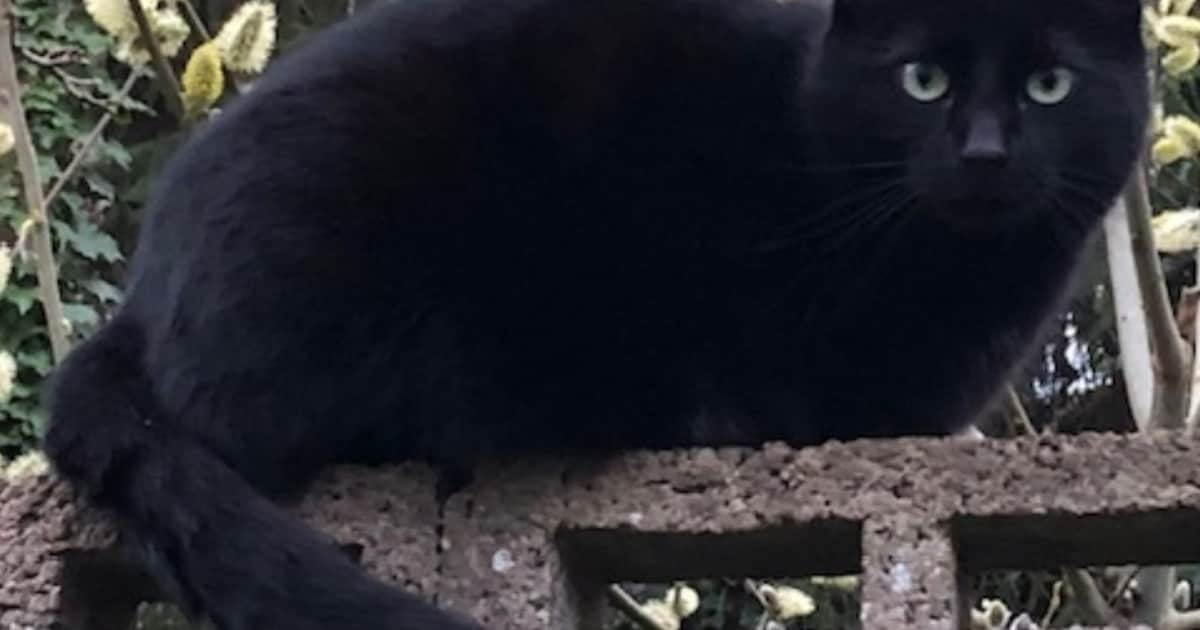 Heb jij Smiegol of Siepie gezien? Deze twee huisdieren worden in Lochem vermist