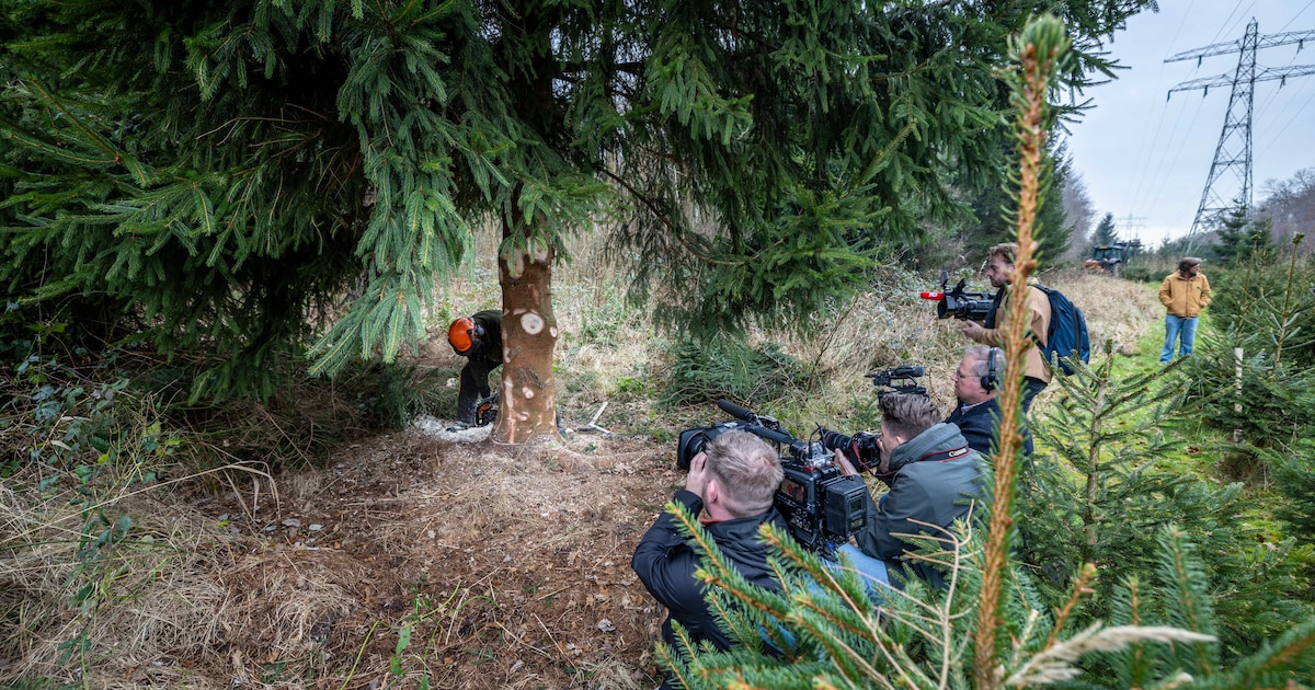 De boom valt, de camera’s draaien en de boswachter grijnst: de kerstboom krijgt een ‘belangrijke’ pl