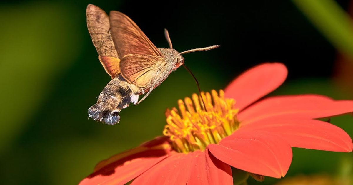 Nachtvlinders tellen in je eigen tuin in Emmeloord