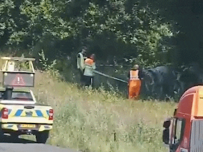 Zes runderen op tien meter van de A1 bij Twello: zo voorkomen vijf weginspecteurs chaos