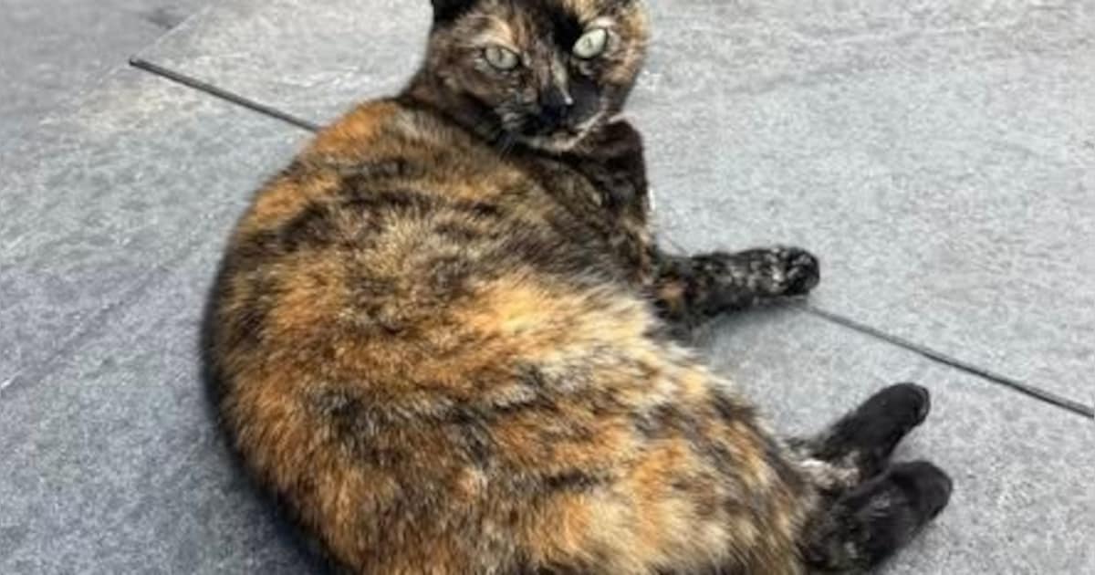 Bekende stationskat Lili ‘meegenomen’ in Zutphen: ‘Breng haar alsjeblieft terug’