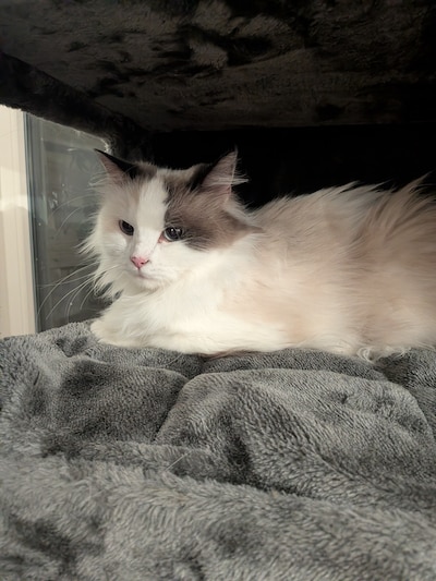 Heb jij Miney, Laura of Eva gezien? Deze vijf huisdieren worden in Lelystad vermist