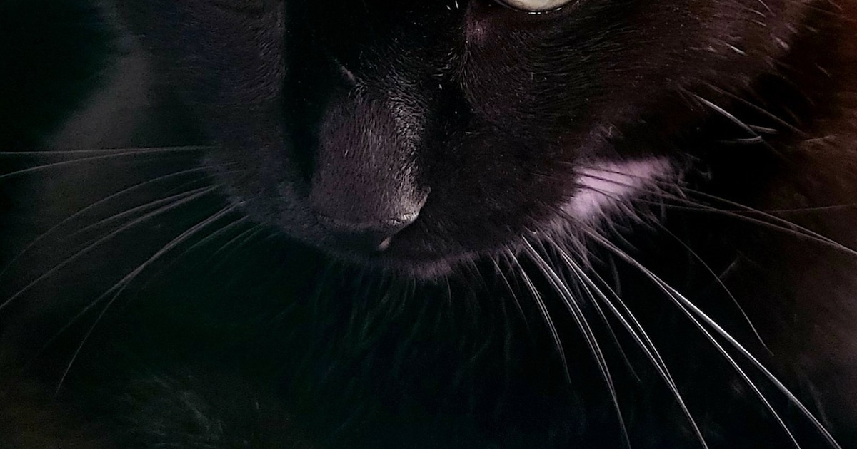 Heb jij Pip, Tino of Gizmo gezien? Deze drie huisdieren worden in Ommen vermist