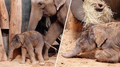 Olifantje geboren in Dierenpark Amersfoort