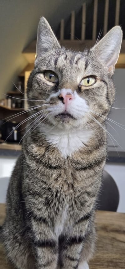 Heb jij Maxie gezien? Dit huisdier wordt in Steenwijkerland vermist