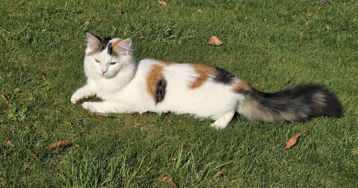 Heb jij Nala gezien? Dit huisdier wordt in Heerde vermist