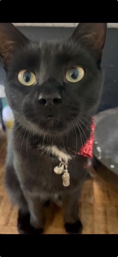 Heb jij Rafiki, Ollie of Bruno gezien? Deze vijf huisdieren worden in Bronckhorst vermist