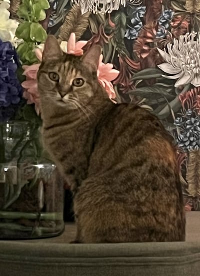 Heb jij Jippie gezien? Dit huisdier wordt in Putten vermist