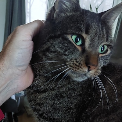 Heb jij Peggy of Vino gezien? Deze twee huisdieren worden in Bronckhorst vermist