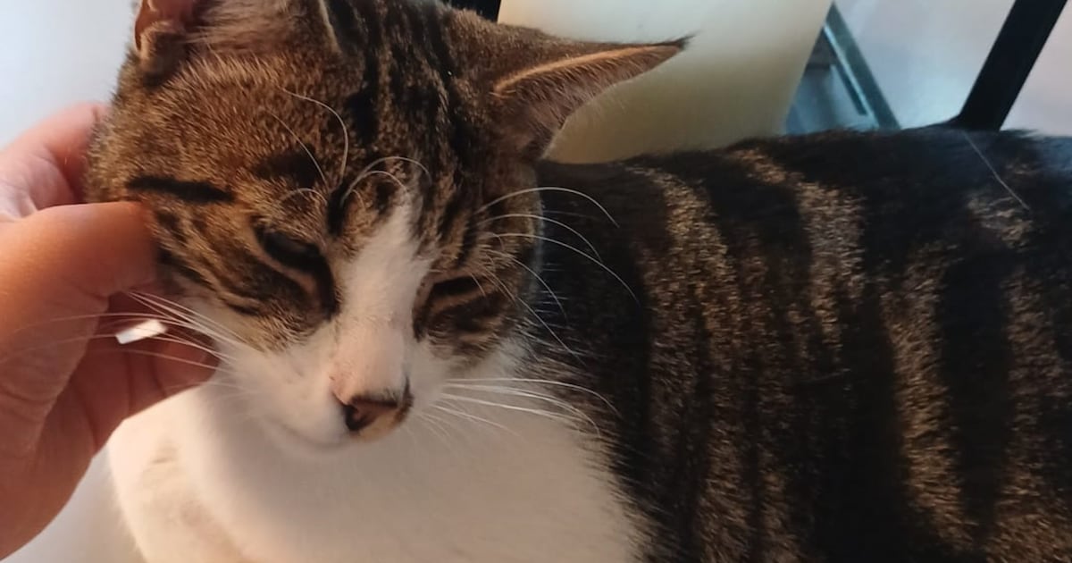 Heb jij Loki gezien? Dit huisdier wordt in Dronten vermist
