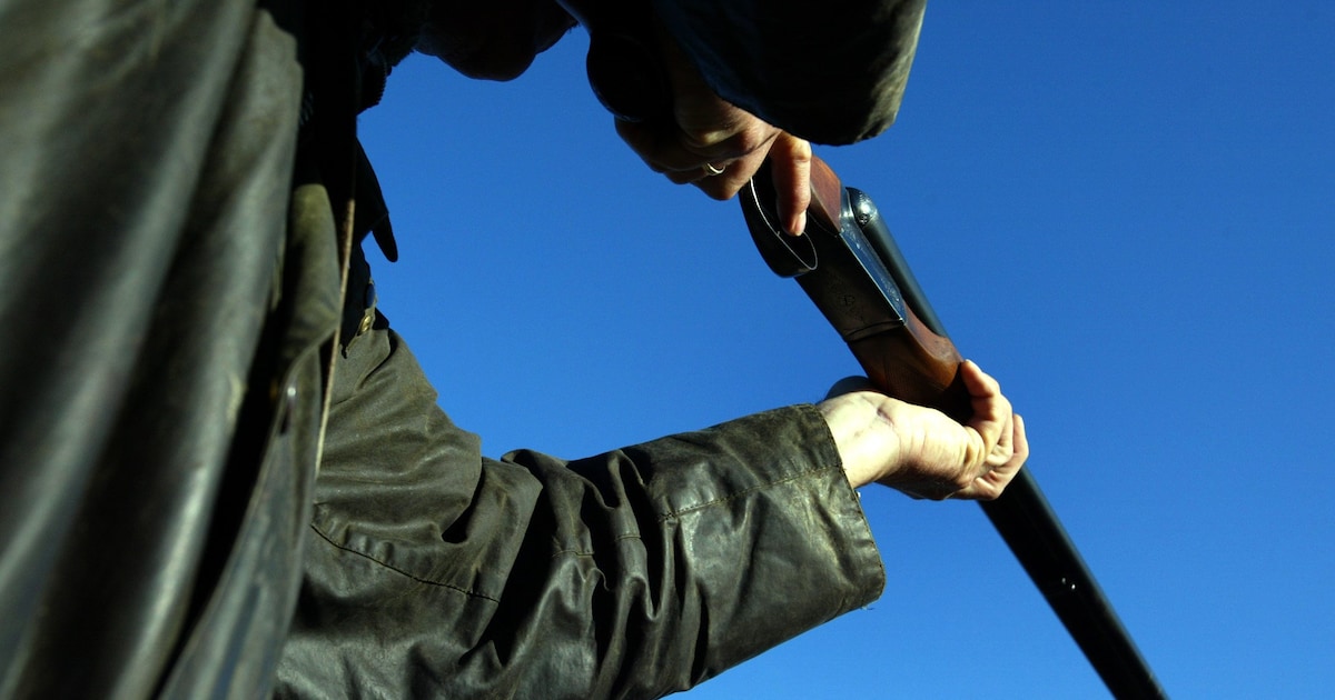 Jager schiet twee zwijnen bij Nunspeet en moet jachtakte inleveren: dit ging er mis