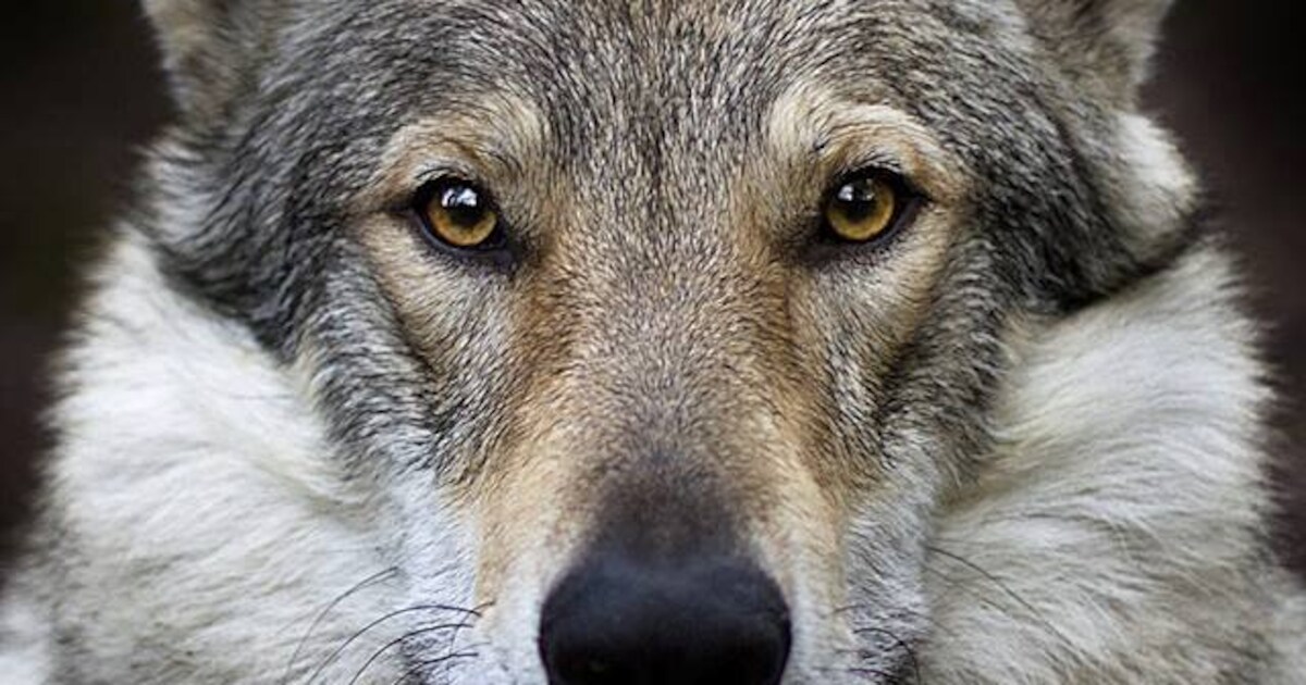 Rent er een wolf door de straten van Overijssel?