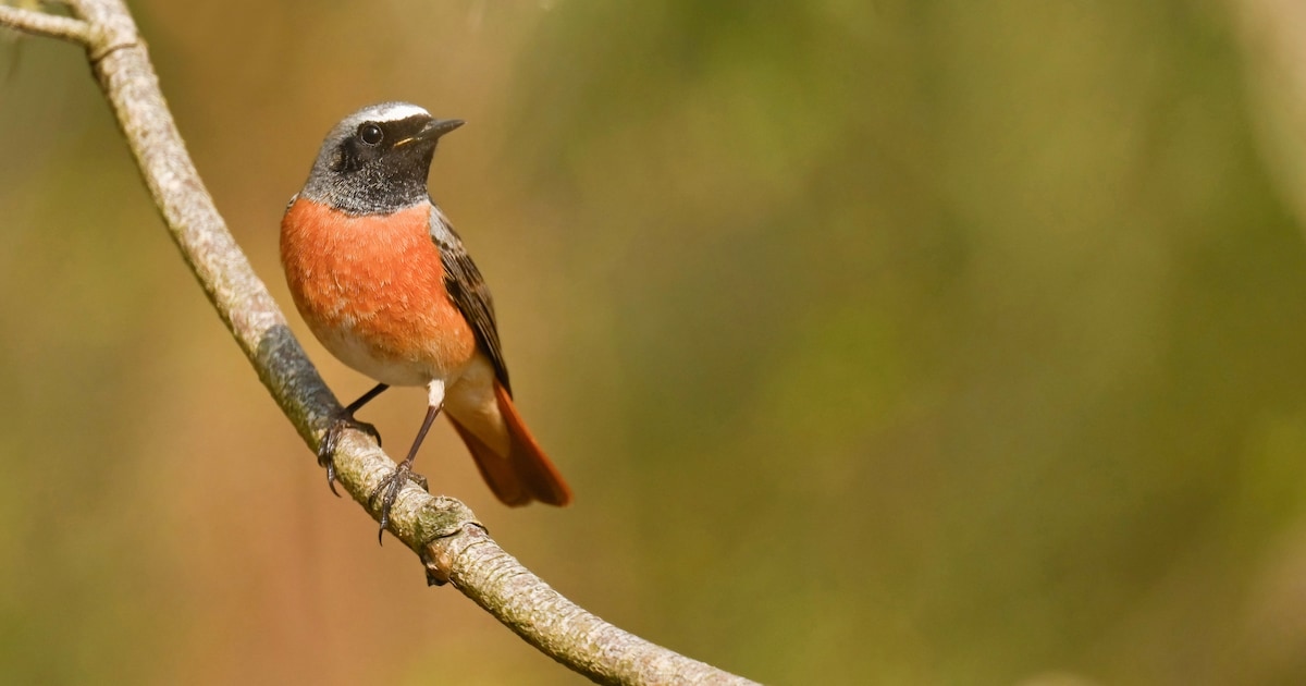 Vroege vogelexcursie in Junnerkoeland