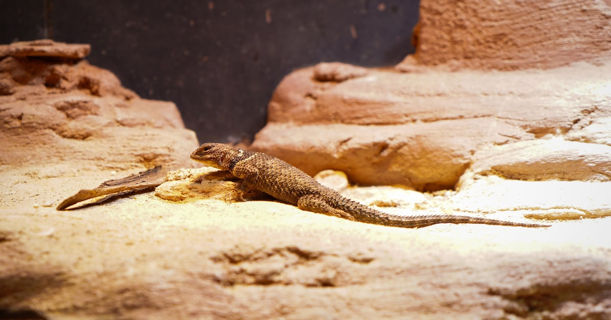 DierenPark Amersfoort verwelkomt vier blauwe stekelleguanen