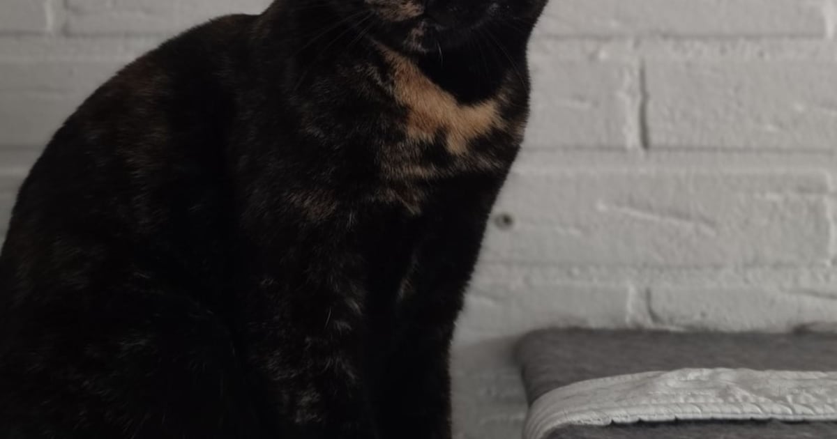 Heb jij Kiwi of Mysti gezien? Deze twee huisdieren worden in Ermelo vermist