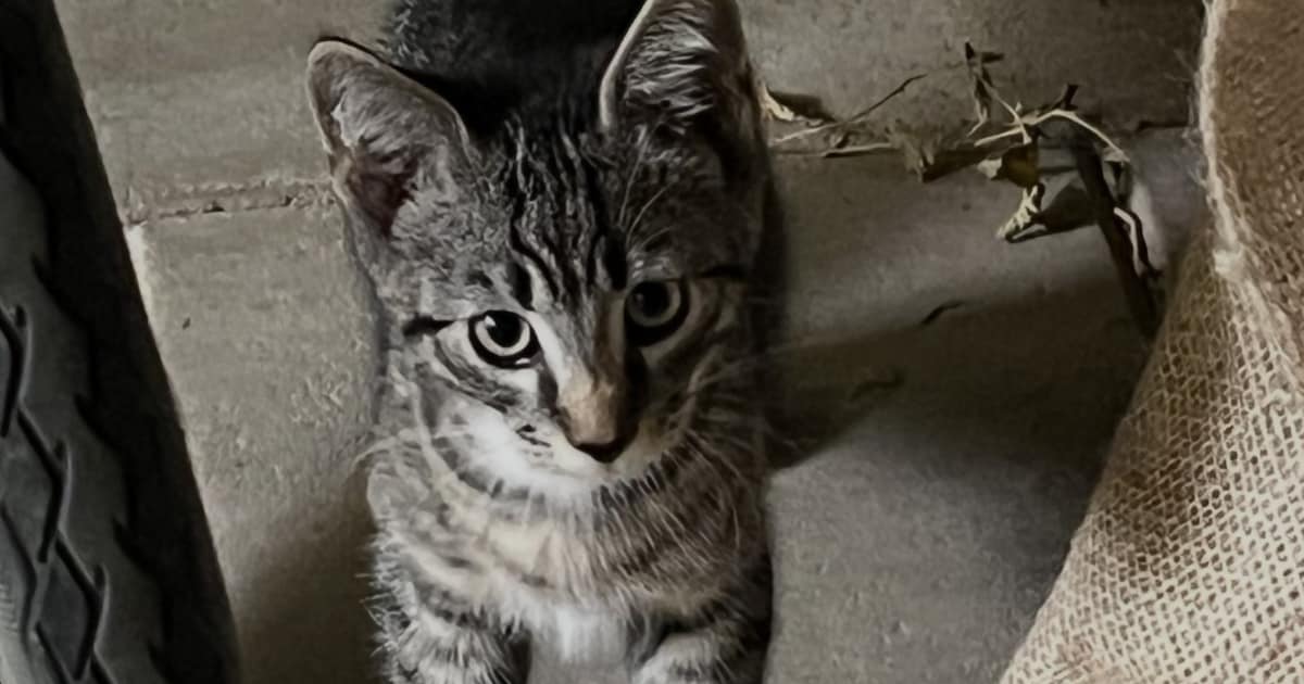 Heb jij Harrie gezien? Dit huisdier wordt in Noordoostpolder vermist