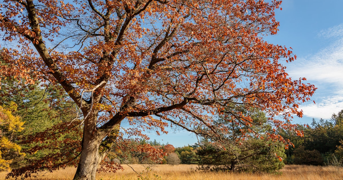 Weekendtip! Ontdek hoe bomen communiceren tijdens excursie