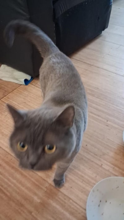 Heb jij Jippie of Zwartje gezien? Deze twee huisdieren worden in Olst-Wijhe vermist