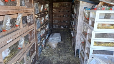 Landelijke Inspectiedienst neemt 139 cavia’s in beslag ‘Dieren werden gevonden in een zeecontainer’