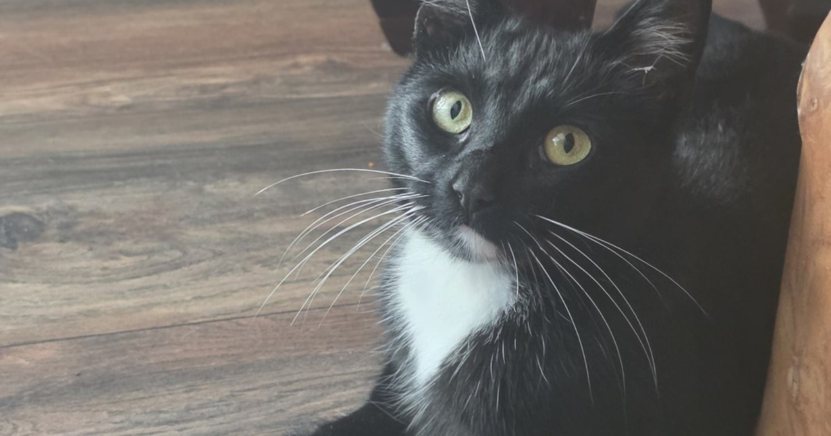 Heb jij Nox gezien? Dit huisdier wordt in Ommen vermist