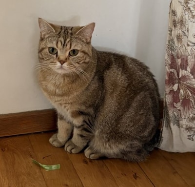Heb jij Maya of Lily gezien? Deze twee huisdieren worden in Putten vermist
