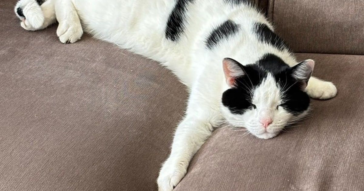 Heb jij Luigi of Bully gezien? Deze twee huisdieren worden in Voorst vermist