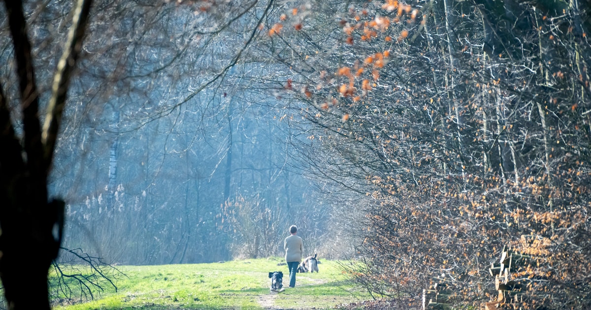 Bomenkap voor huizen? Onbespreekbaar, vindt de grootste partij van Zeewolde