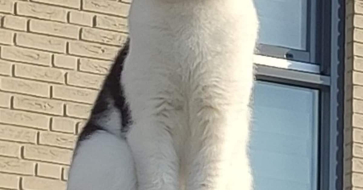 Heb jij Cato of Rocky gezien? Deze twee huisdieren worden in Amersfoort vermist