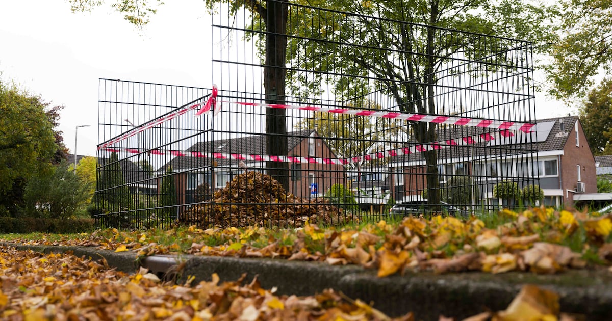 Bladkorven in Borne: alleen ‘gemeentebladeren’ of ook je eigen blad?