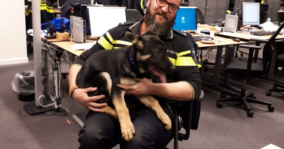 Politie redt verwaarloosde puppy 'Beukers' uit tuin in Lelystad