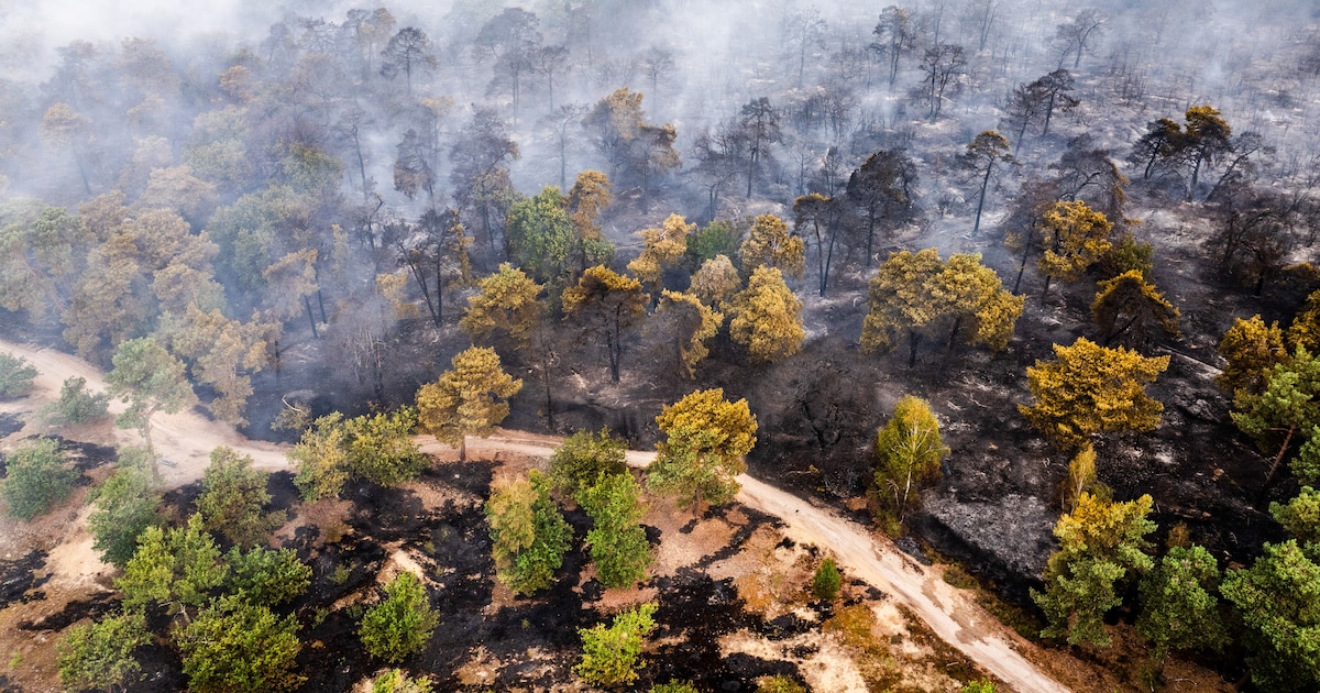 Geur van enorme natuurbrand in Noord- en Oost-Nederland te ruiken: ‘Iedere minuut kwam er een meldin