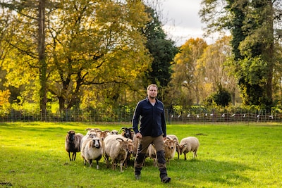 Wolf verscheurt vier lammetjes van herder Daniël, nu wil hij oplossing: ‘Kan alleen als iedereen ove